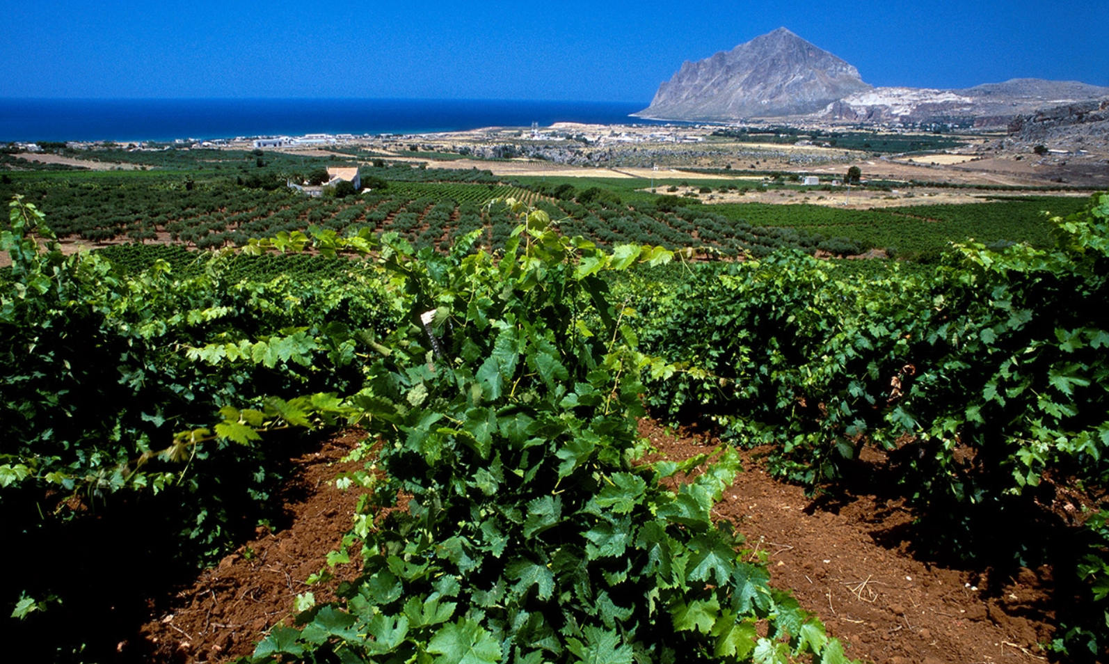 SICILIAN ORGANIC WINES - OTTOVENTI — SO Italian Food Wine Spirits
